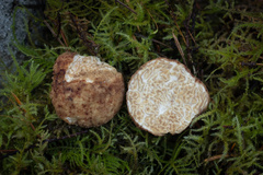 Choiromyces meandriformis