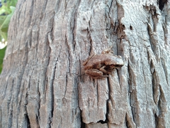 Litoria rubella
