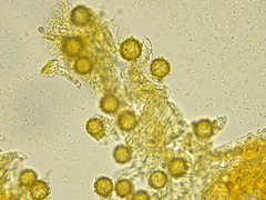 Choiromyces meandriformis