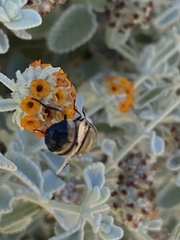 Copestylum apiciferum