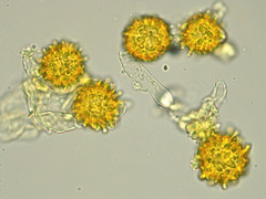 Choiromyces meandriformis