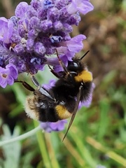 Bombus terrestris audax