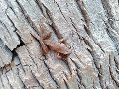 Litoria rubella