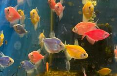 Gymnocorymbus ternetzi