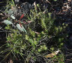 Melichrus urceolatus