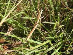 Archimantis brunneriana