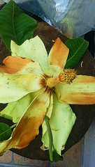 Magnolia dealbata