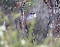 Pachycephala olivacea