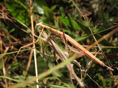 Archimantis brunneriana
