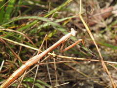 Archimantis brunneriana