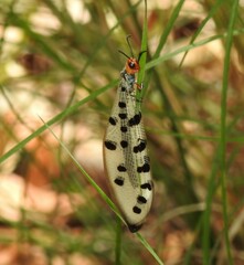 Myrmeleon erythrocephalus