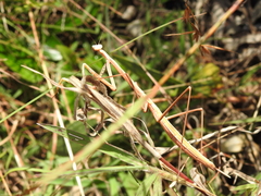 Archimantis brunneriana