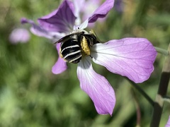 Alloscirtetica tristrigata