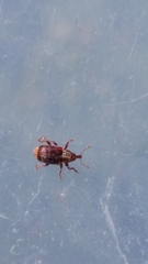 Peristoreus flavitarsis