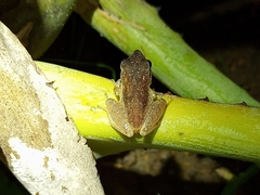 Pristimantis ramagii