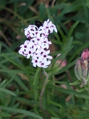 Stevia satureiifolia
