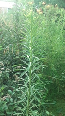Solidago chilensis