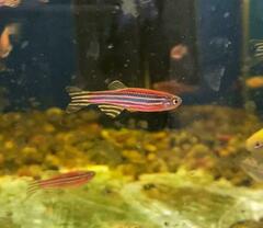 Danio rerio