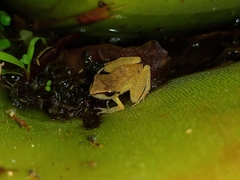 Pristimantis ramagii