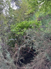 Pseudopanax arboreus