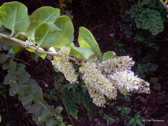 Ercilla spicata