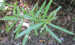 Myrsine salicina