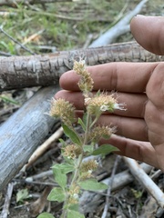 Phacelia heterophylla