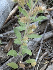Phacelia heterophylla