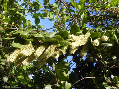 Ercilla spicata