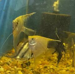 Pterophyllum scalare