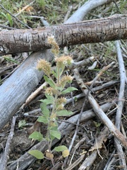 Phacelia heterophylla
