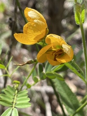 Senna barronfieldii