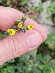 Pilosella caespitosa