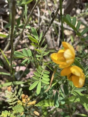 Senna barronfieldii