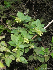 Ercilla spicata