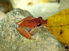 Pristimantis ramagii