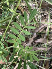 Senna barronfieldii