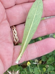 Pilosella caespitosa