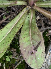 Pilosella caespitosa
