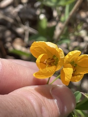 Senna barronfieldii