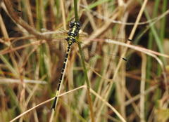 Parasynthemis regina