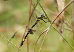 Parasynthemis regina
