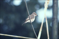 Muscicapa striata