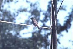 Muscicapa striata