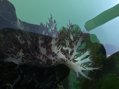 Dendronotus rufus