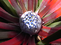 Fascicularia bicolor bicolor
