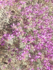 Dalea frutescens