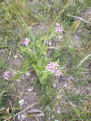 Oxypetalum solanoides