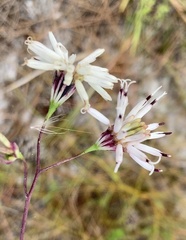 Palafoxia feayi