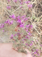 Dalea frutescens